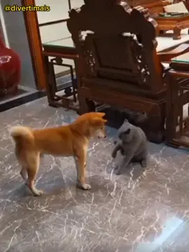 Caramelo é gente boa 🐕 #animalsoftiktok #divertido #engraçado #pet #catsoftiktok 