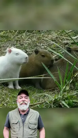 Capivara albina é flagrada no Uruguai. #capivara 