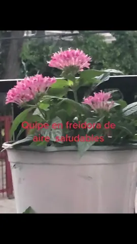 #viral #parati  si les gusta el video subo la receta 