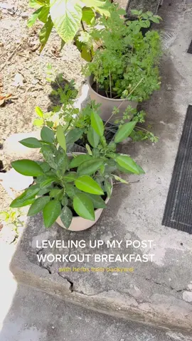 HEALTHY FOOD IS A MUST if you wanna keep fit #LearnItOnTikTok #yoga #farmtok #breakfast #organicfood #Lifestyle 