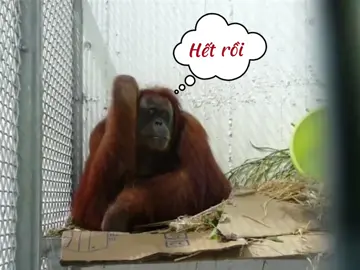 Viêm màng túi thật rồi #nhữngvideohàihước #tiktok2023 #videovui #monkeyfunnyvideos #tiktokgiaitri #haihuoc #giaitrihangngay 