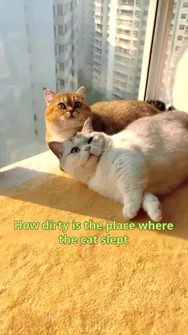 If you have pet , you need it #pet #cat #ukcat #brush #remover #funny #fyp 