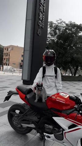Hey!Don’tstop.Keep going#motorcycle #cat #helmet #scproiect #biketok #streebike #motorcycleclothing #motorcyclesoftiktok #bike #bikelife #fyp 