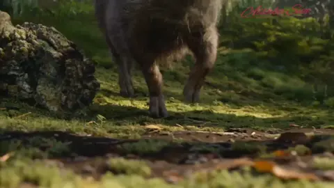 #The_Lion_sleeps_tonight #foryou #lyrics_songs #animation #timonypumba 