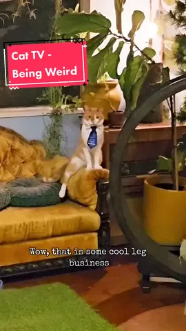 It's normal if you're always weird #businesscats #talkingcat #catslovers #catsareweird #catcomedy #voiceover #catattack #tiny #animalsoftiktok #weird 