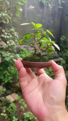 FOR SALE : Bonsai Mungil Waru (Hibiscus Tiliaceus) . Mohon tanyakan stock terlebih dahulu . #bonsaiforsale #bonsai #bonsaitree #bonsaiart #bonsailovers #belajarbonsai #plant #plantlover #mamebonsai #bonsaimame #bonsaiart #bonsaimungil #bonsaitree #jualbonsaimurah #jualbonsai #jualbonsaitangerang #jualbonsaimungil #shitobonsai #shito #minibonsai #bonsaimini #keshitsubobonsai #keshitsubo #warulokal  #warubonsai #bonsaiwaru #hibiscustiliaceusbonsai #hibiscustiliaceus 