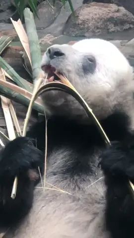 this facial expression expression is so funny#panda 😂😂😂