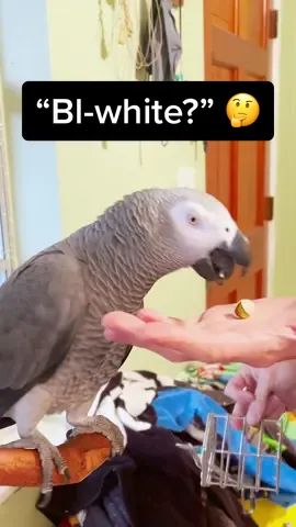 #talkingparrot #talkingbird #africangrey #parrotsoftiktok #animaltraining #birds #parrot #learning #teaching #training #smartbird #smartanimals #amazinganimals #learningcolors #learningmaterials 