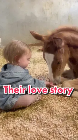 The progression of their relationship 🤍 #horses #horsesoftiktok #toddler #toddlerlife #quarterhorsesoftiktok🐴🐎😍 #quarterhorsesoftiktok #barnlifeisthebestlife #toddlerswithhorses #cowgirl #precious #grateful #momlife