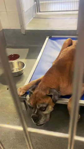 PreWarning - THESE dogs are on the Euthanasia list and have less then 24 hours before theyre killed at ACS or already have been killed and the people who are causing this is back yard breeders who think its okay to keep mass producing we NEED AWARNESS TO BE BROUGHT TO THIS PROBLEM OPEN UP YOUR EYES PEOPLE !!!!! P.S walking through this building was the hardest thing for us to do. Ive been crying all morning because of snoop😭 #sanantoniotx #fyp #texascheck #euthanasia #killshelter #stopbackyardbreeders #awareness #sickdogsoftiktok #parvodogs #distemper #acs #sanantonioanimalcareservices  