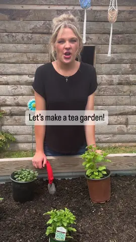Lets make a tea garden! #tea #teagarden #herbs #herb #herbgarden #plants #gardening #gardentok #gardeningtips #gardeningtipsforbeginners #gardeningtipsandtricks 