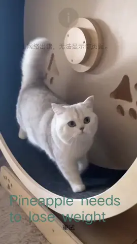 Little pieapple for weight loss# guy Little whiteCat#Cutie 