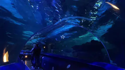 This isnt reaky a “post” but it is?? Idk anyway this was the aquarim i went to like a couple weeks ago‼️‼️ i love sharks :3  🦈🪼🫧 #fyp #sharks #aquarium #diving #blue #water #ocean #marinelife #marinebiology #aethestic #jellyfish #fish #wickedgame #song #corecore #oceancore #sealife #star #fypシ 🐋😋 