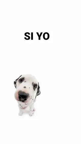 si yo pudiera saber lo q hay en tu menteee| #reggaeton #dedicar #paratii #musikita #letrasdecanciones🎧🎶 #hellotiktok 