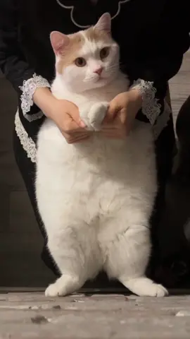 hey! want some belly dance 🤣#douyin抖音 #pet #cat 