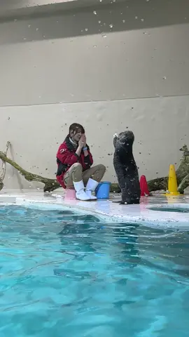 キラちゃんキャッチ #ラッコ#鳥羽水族館#ラッコのメイちゃん#ラッコのキラちゃん#sea_otter #seaotter #ラッコ好き#とばすい