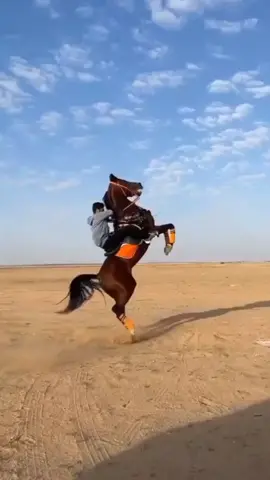 dance 👌👌❤🐎🔥#fpyシ #viral #foryou #الأصيل👌 #الخيل_من_خيالها_🐎 #الخيل_العربي_الاصيل #لايك_متابعه_حركة_الاكسبلور❤🦋explorer #الخيل_عشق #الخيل_من_خيالها #الخيل 