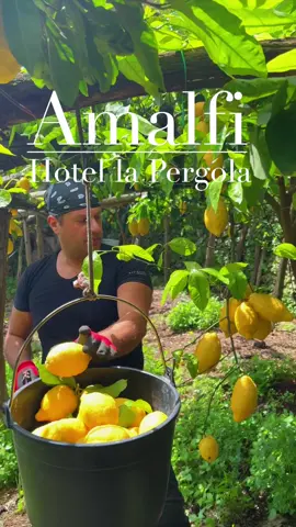 Picking lemons requires strength and speed  every year before the big heat we collect ripe lemons to allow our trees to breathe better and feel lighter As per tradition, the transport is done by hand in crates to prevent lemons can be ruined #amalfi #limoniamalfitani #hotel #perte 