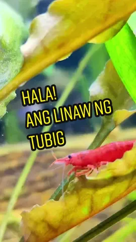 Ang sarap lng tlaga pag masdan ang aquarium mo pag ang linaw ng tubig. Ang lamig lng sa mata 🥶🥶🥶#CapCut #hobbyist #aquascape #aquariumhobby #fishcare #petcaretips #PetsOfTikTok #aquarium #happyfish #fishaddict #aquaworld #tiktokviral #freshwateraquarium #happyfishkeeping #bettabullyph #aquariumcare #happyplace #happyfishkeeping #freshwaterfish #neontetra #relaxinghobby #nanotank 