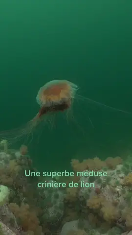 Dans cette vidéo, je vous présente une belle rencontre que j’ai faite dans les eaux de l’estuaire du Saint-Laurent avec une méduse crinière de lion. #fyp #photonature #nature #meduse #jellyfish 