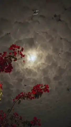 اخر عباره نسختها🖇📌🤍🌼#دبور_مصر🦅 #هادئ #جبراتت📮 #غريب_ال_مخلص #شيلات_روعه_خواطر_ذوق #مهرجان #حالات_واتس #تصميم_فيديوهات🎶🎤🎬 #اكسبلور_تيك_توك #مصر #fypシ #viral #foryou #fyp 