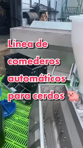 🔴 LÍNEA DE COMEDEROS AUTOMÁTICOS PARA CERDOS 🔴 . #direlivkom #agropecuaria #parati #cerditos #comederos #alimentacion #porcinos #porcicultura #latierritasantodomingo🇪🇨 