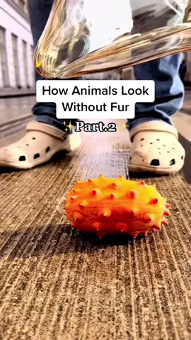 How Animals Look Without Fur😳🌏#interesting #animals #incredible 
