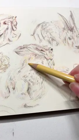 and they can remain still for up to 15 minutes! 🐇  — #arttok #prismacolor #rabbitsoftiktok #cottagecore #funfacts 