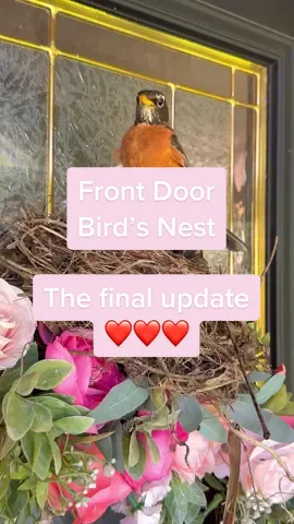 Replying to @Rose Marie an update 🥰 #birdnest #birdsoftiktok 