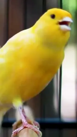 ##canary #canarybird #brid #Canari #birdsoftiktok #poryu #tiktok #كناري #canary #canarysinging #yellowcanary #canarytrainingsong #canarysinging-videototrainingcanaries #canarytrainingchampionsong-#canarysinging 