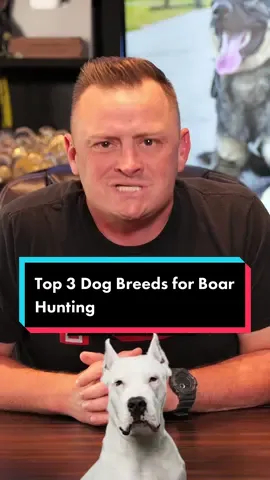 Top 3 Dog Breeds for Boar Hunting #dog #dogs #puppy #pitbull #dogoargentino #canecorso #doglover #fyp 