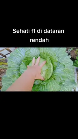 menanam kol atau kubis di dataran rendah  #kol #kubis #dataranrendah #panahmerah #menanamkol #menanamkubis 