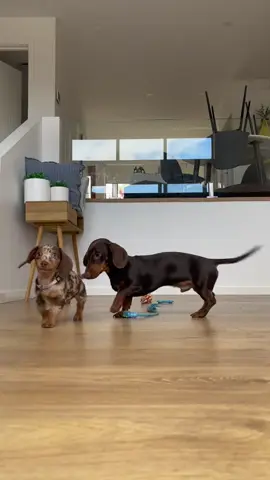 Archie, our little dapple boy 💙 #dachshund #dachshundpuppy #dachshundsoftiktok #dachshundaddict #dachshundlife #ralphiethedash #archie #eyes #blue 