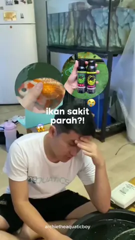 cek keranjang kuning untuk obatnya!🫶🏻💊 #arquatics #ikanunik #goldfish #ikanhias 