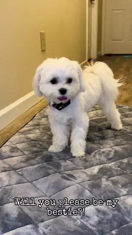 Who are your social media besties?! Tag them below to let them know! 🐶 #tagyourbestie #mulliganthemaltese #maltese #cutedogs #cutepuppies 