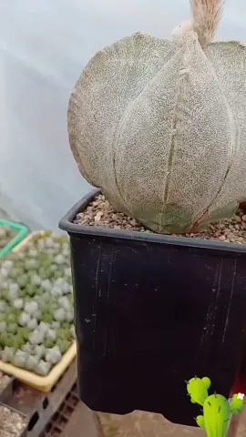 Seguimos conociendo las estrellas  #astrophytum #myriostigma  #cactus 