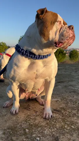GADIRBULLS LA FARAONA!. #bull #bulldog #bulldogs #bulldogamericano #bulldoglife #bulldogueamericano #americanbulldogs #dogsofinstagram #dogs #bulldogworld #bulldogplanet #bulldogworldwide #bulldogueamerichanoinstagran #gadirbulls #bulldogsinstagram #bullythebulldog #perrazos #gadirbullsfamily #perros #perrosfelices #muscledog #dogprotection #dogguard #dogsphotography #dogsport #Johnsonbulldog #beautifulldog #monsterdog #dogportrait #doglife #veterinaria #amor #animals #petshop #peluqueriacanina #cat #cats #perrosgram #puppylove #petlovers #perrofeliz #petsofinstagram #lovedogs #cute #puppies #gato #caninos #animal #dogslife #nocompresadopta #o #instadogs #picoftheday #ol #adoptaunperro #petstagram #of #perrosygatos #ilovemydog #perros #dog #dogs #mascotas #dogsofinstagram #perrosdeinstagram #perro #gatos #doglover #perrosfelices #pets #instadog #puppy #pet #a #doglovers #animales #dogstagram #perritos #amorperruno #Love #mascotasfelices #mascota #cachorros #dogoftheday #cachorro #instagram