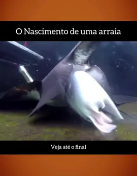 Veja: O nascimento de uma arraia. #viral #foryou #arraia 