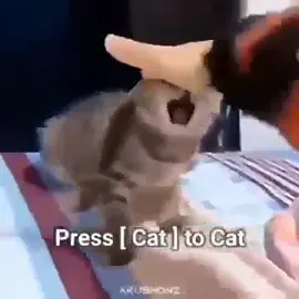 please do not the cat 😤 #cat #cats #cursedcats #memes #catsoftiktok #catlover #elgato #floppa #bingus #spoingus #zabloing #meow #goofy #goofycat #silly #slillycats #sillycat #sillycatvideos 
