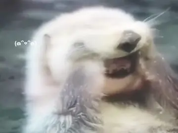 One interesting fact about otters is that they have a unique way of washing their faces. Unlike many other animals that use their paws to clean themselves, otters have a special behavior known as 