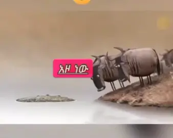 #አስቂኝ_አኒሜሽን_ቀልዶች