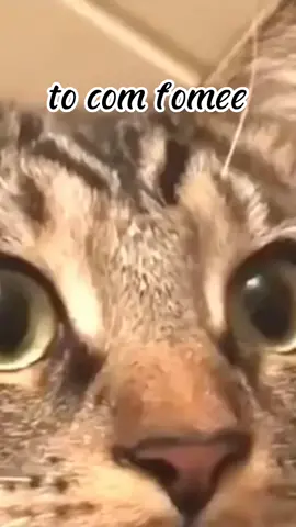 #gatos #memes #tocomfomee