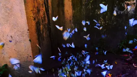 Thả nhé 1 chiếc video bươm bướm Ninh Bình, còn có đom đóm nữa cơ, bạn có muốn cùng mình ngắm chúng ko???#thiennhien#buom#rungcucphuong#ninhbinh 