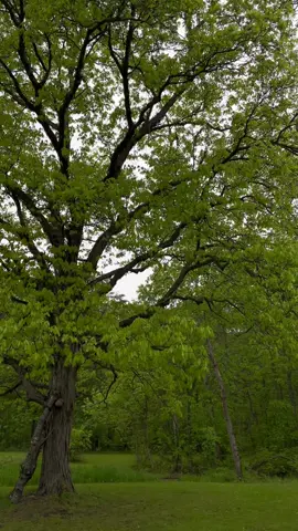 My yard 🤍🌸#cottagecore #forestnymph #fairycore #spring #aesthetic #green #slowliving #natureheals #hobbit #goblincore #fantasycore #greenacademia #forest #rain #moody #aesthetic #digitaldiary 