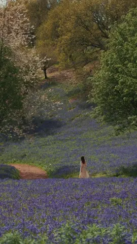 Most magical place 💜 #softliving #spring #bluebells #naturetiktok #cottagecore #gentleliving #countrysidelife #softgirl #cottagecoreaesthetic #englishcountryside #fyp #slowliving #softaesthetic #softlife #dreams 