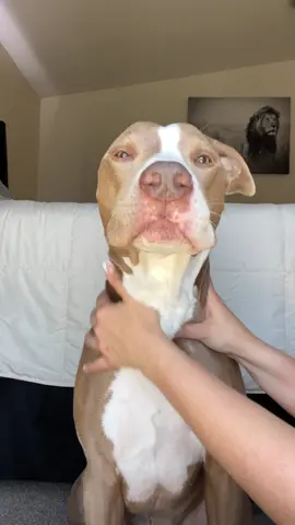 Self care day featuring my favorite @Walmart  products 🥰🧼 Mum is always looking for new affordable products to pamper me with, and she found the best items @walmart! Head to my 🔗 !n b!0 to shop my favorite products!  #WalmartPartner #IYWYK #WalmartPet @WALMART #AD #asmr #fyp #asmrsounds #calming #calmingvibes #dogsoftiktok #pitbull #cutenessoverload 