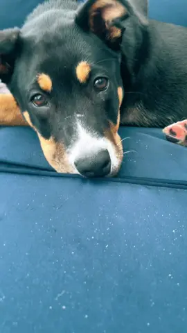 #fyp #dogsoftiktok #dog Good girl Winnie!