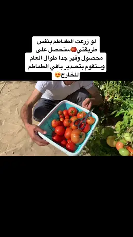 #زراعة #طماطم #بندوره🍅 #حديقة #رعاية #طريقة #tomato #seed #plants #agri #gardening #harvest 