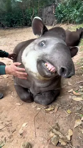 what is this?😂 sound funny  #funny #animals #PetsOfTikTok #CapCut #ds_production #FunnyTikTokvideos #funnyanimals #animalsoftiktok #funnyvideo #funnyvideos #смешныеживотные 