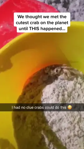 I was not prepared for the EYES at the end 🤣🤣🤣 Follow @Pubity for more #Pubity  (IG: janetknapp72 via @collab) 